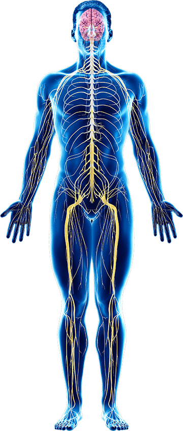 Immune system combo diagram mans nervous system