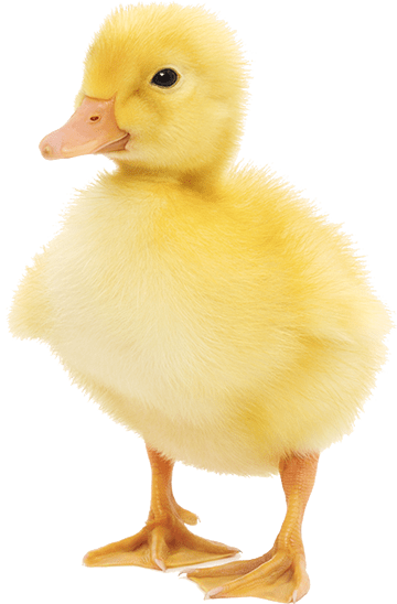 Investing in Vegan, duckling