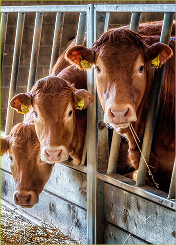 Cattle in cage