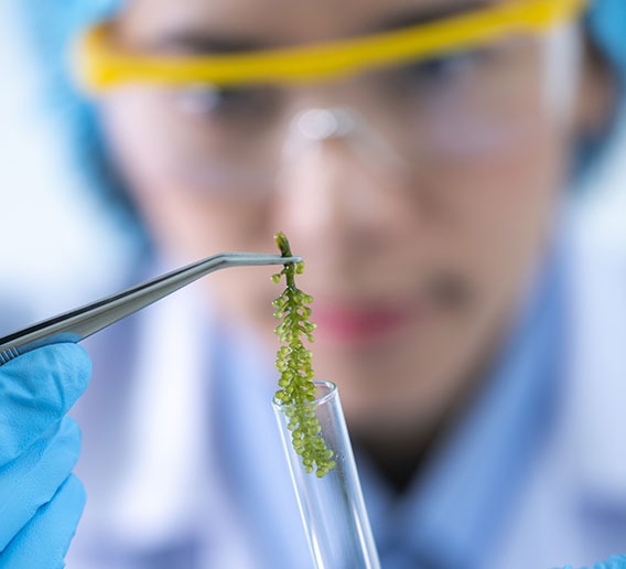 Marine biologist examining ocean plant