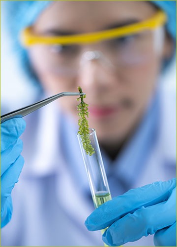 Marine biologist works with algae in the lab